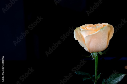 closeup rose on black background