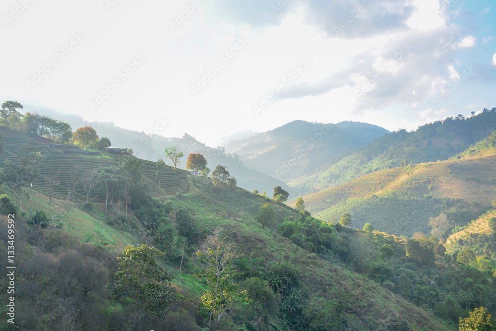 Fototapeta premium Doi Mae Salong Mountain, Chiang Rai, Thailand