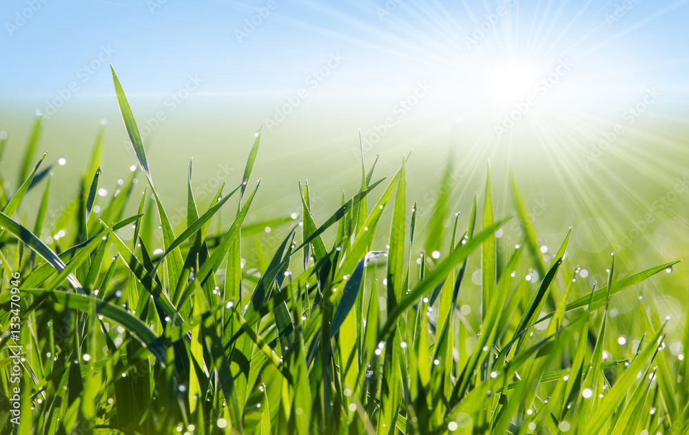 Fototapeta premium eine Wiese im Frühling mit Morgentau und den Strahlen der aufgehenden Sonne