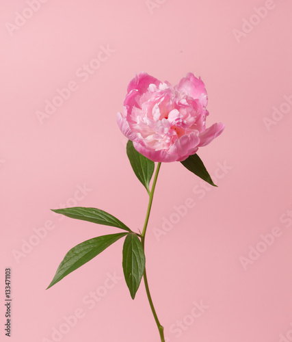 peony in the hand