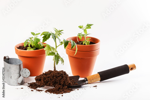 Young tomato seedling in a clay pot
