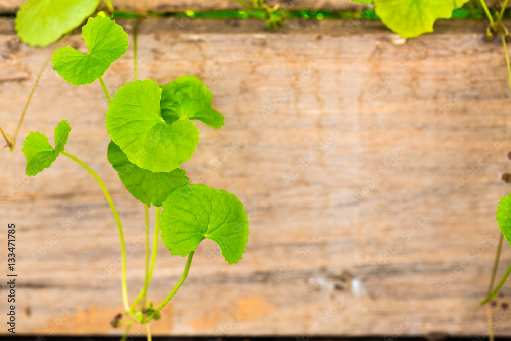 Gotu kola, Asiatic pennywort, Indian pennywort on wood background Gotu kola, Asiatic pennywort, Indian pennywort on wood background