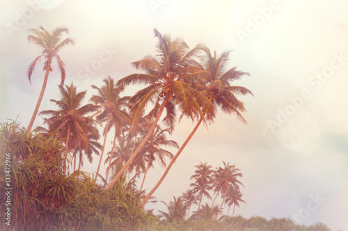Fototapeta Naklejka Na Ścianę i Meble -  Palm plantation