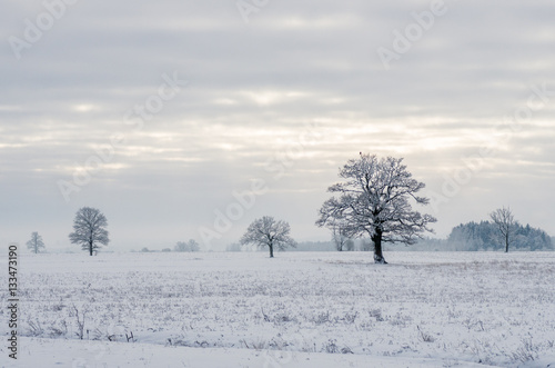 Wallpaper Mural Winter landscape Torontodigital.ca