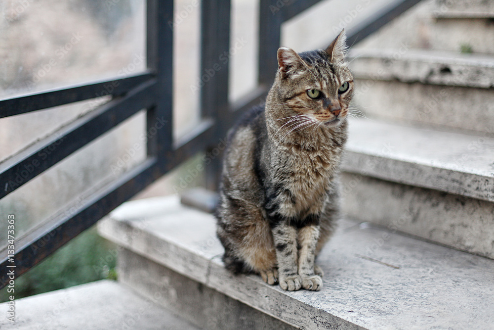 Obraz premium Beautiful street cat sitting