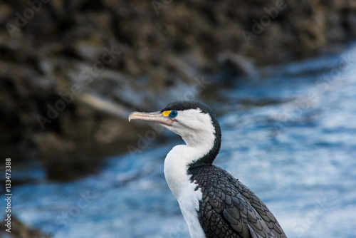 Fishing' Bird © Colin