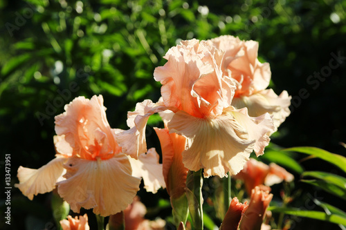 Fototapeta Naklejka Na Ścianę i Meble -  Flowering peach hybrid iris 