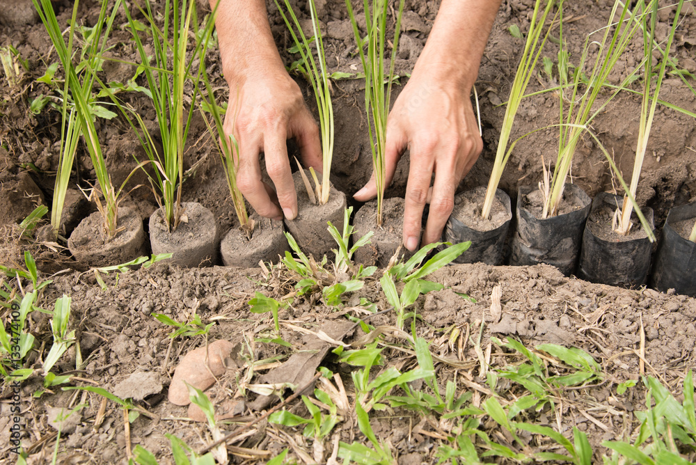 Planting a tree. Closeup on hand planting the vetiver while wor Stock