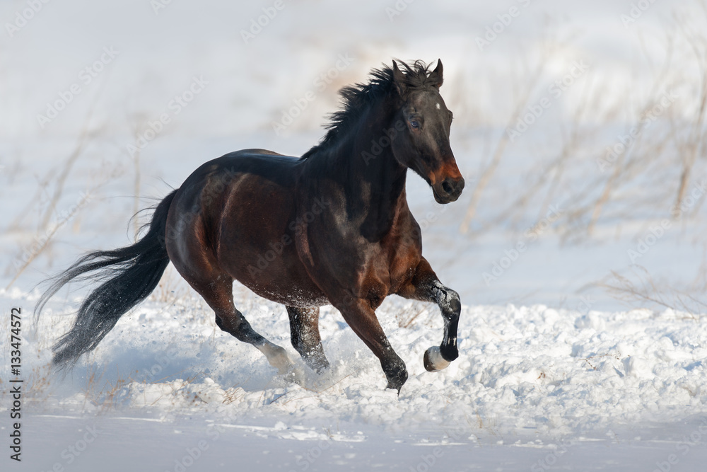 Naklejka premium Zatoka koń biegać galop w śniegu