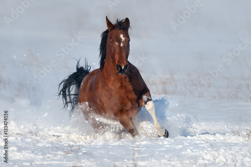 Bay horse run gallop in snow field