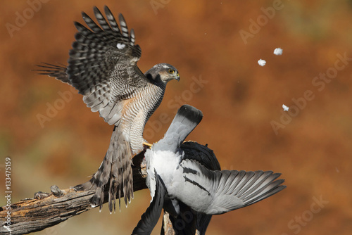 Adult  female of Eurasian sparrowhawk hunting a dove .  photo