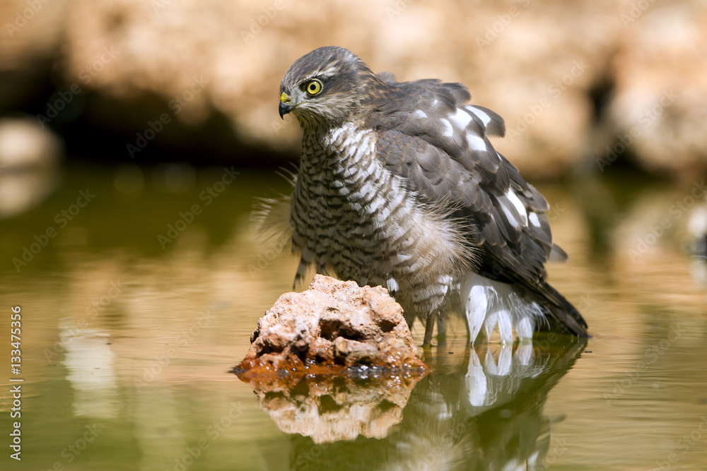 Adult female of Eurasian sparrowhawk hunting a dove . Adult female of Eurasian sparrowhawk hunting a dove .
