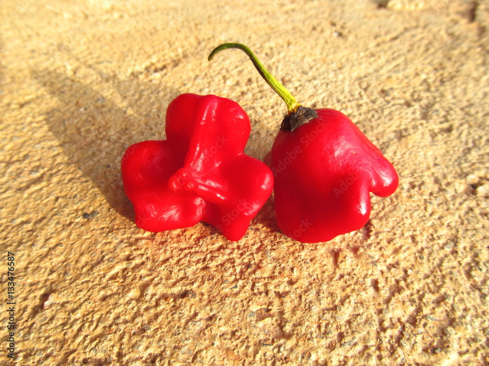 Fototapeta premium Bishop's Crown Chili Pepper 3