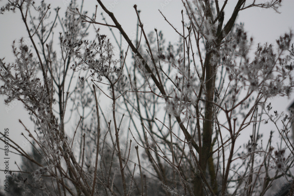 The branches of a Bush covered with frost The branches of a Bush covered with frost