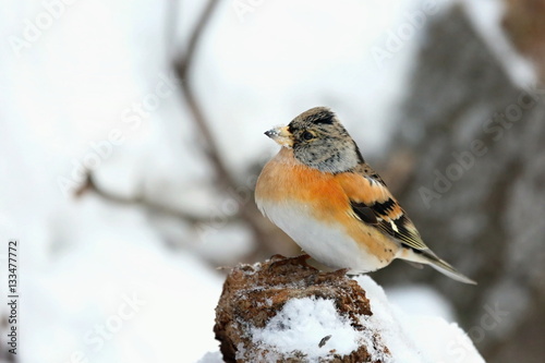 Fringilla montifringilla, brambling . Winter country. Brambling sitting on a twig. Snow in the background. Europe, country Slovakia.