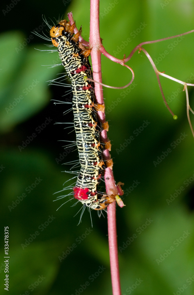 Fototapeta premium walking a tightrope