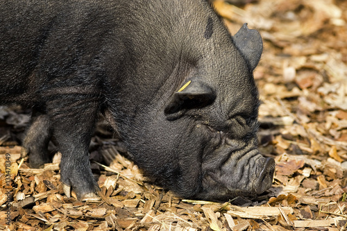 Closeup of a Vietnamese pot belly piglet; 
