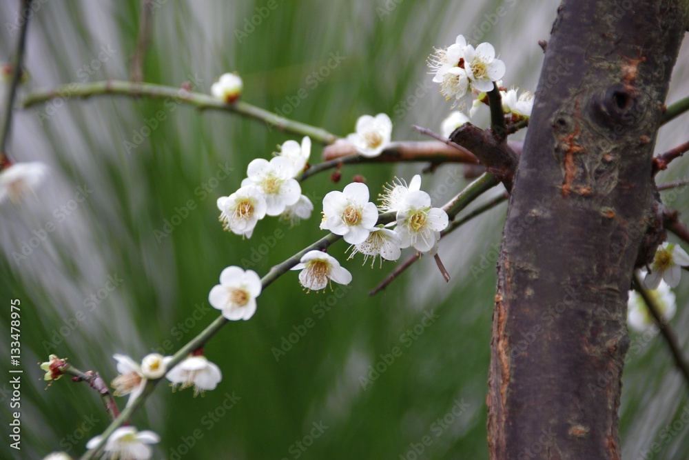 早咲きの梅 早咲きの梅