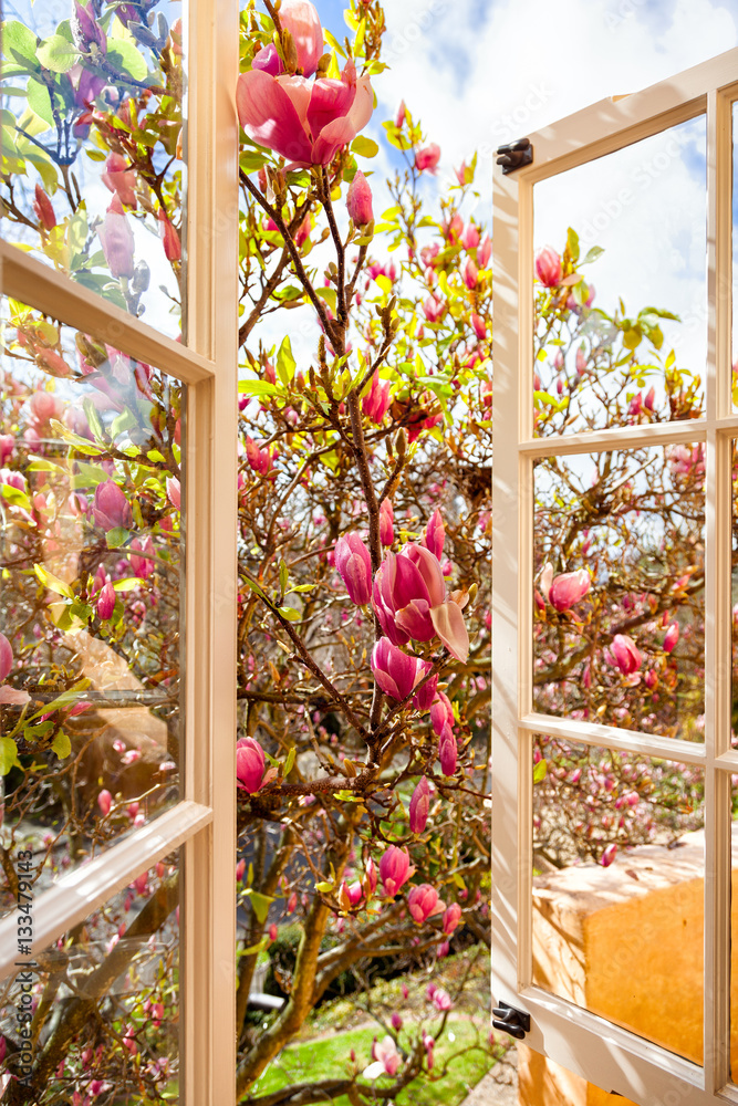 Naklejka premium Looking through an open window onto blooming magnolia tree with pink flowers. 