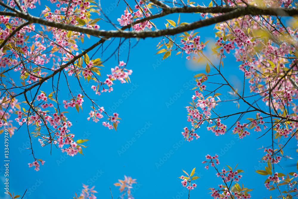 Wild Himalayan Cherry with blue sky and cloud background