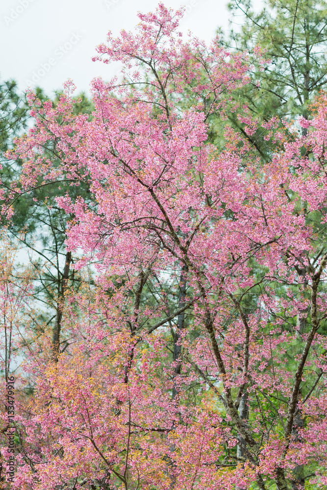 Wild Himalayan Cherry with blue sky and cloud background Wild Himalayan Cherry with blue sky and cloud background