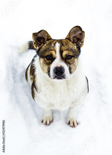 dog. pet dog sitting in the snow © andrey7777777