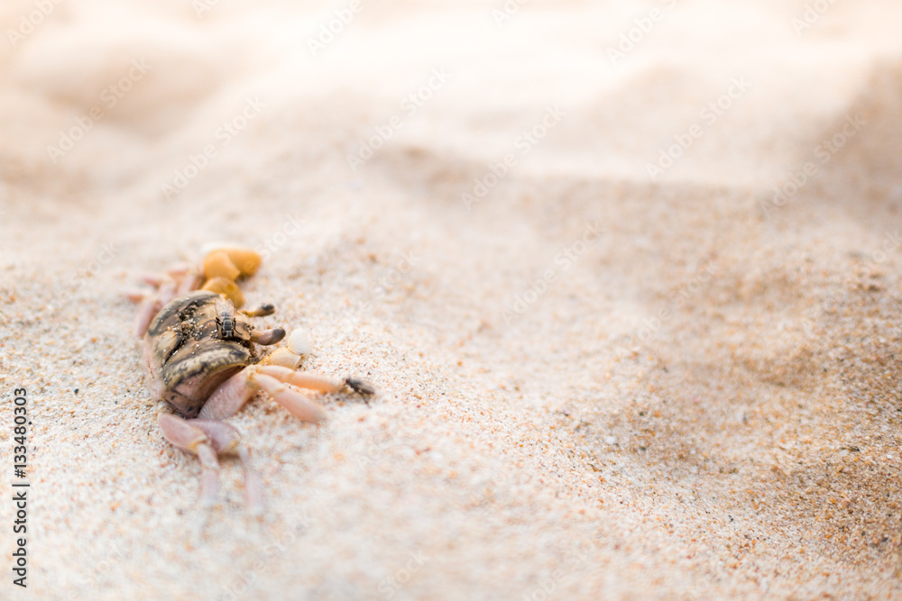 death crab with fly on sand at beach, 