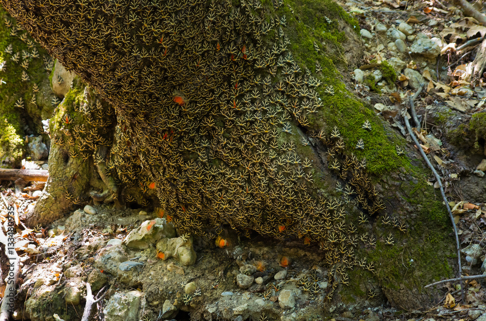 Obraz premium Famous Butterfly Valley on Rhodes, Greece