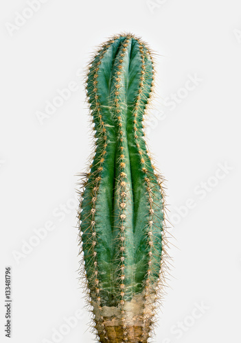 losing weight cactus