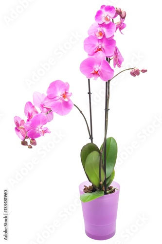 Pink purple orchid in pink pot on isolated white background.