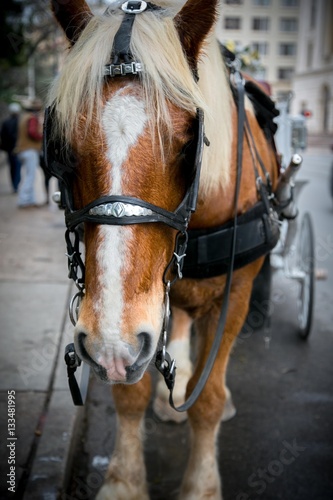 Horse With Buggy Carriage (San Antonio, Texas) © Sara