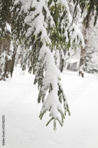 tree branches in snow