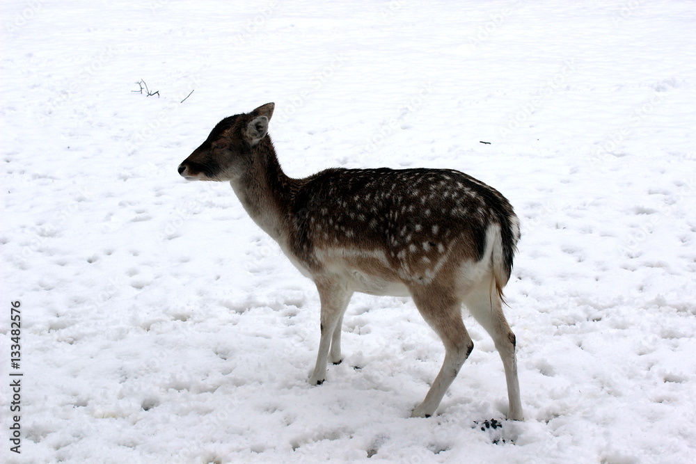Obraz premium Rehe im Schnee