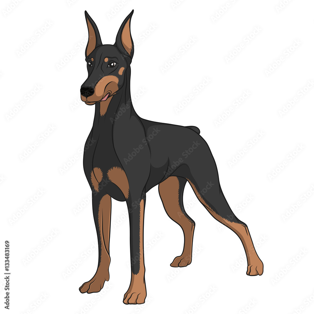 Color vector image of a Doberman. Isolated object on white.