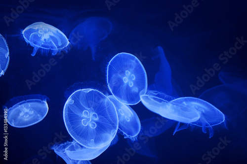 blue jellyfish on black background © Ulia Koltyrina