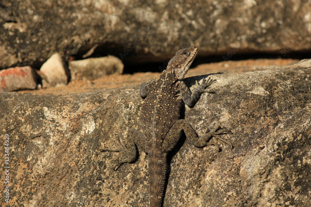 Well camouflaged lizard in Nepal Well camouflaged lizard in Nepal