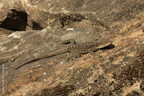 Lizard sunbathing on a rock
