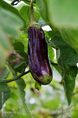 Eggplant plantation at Duc Trong, Viet Nam