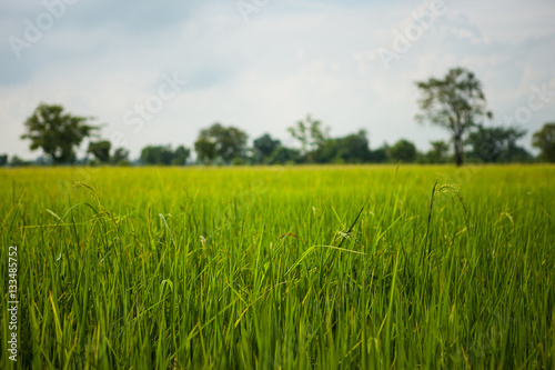 Green rice field grass with blue sky