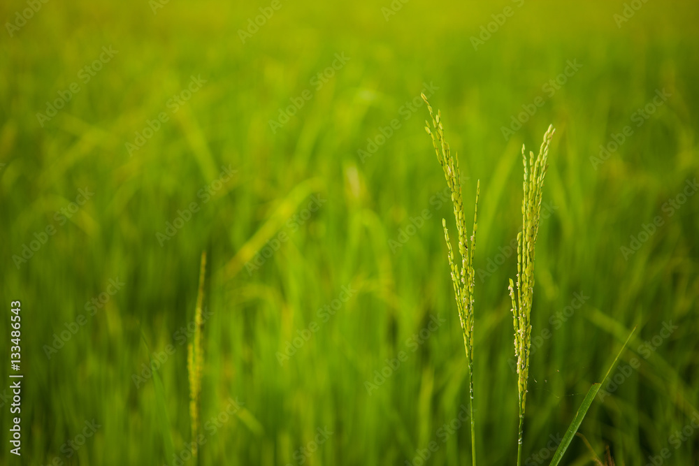 Close up Rice farm, Rice field, Rice paddy, rice pants, Rice paddy Close up Rice farm, Rice field, Rice paddy, rice pants, Rice paddy