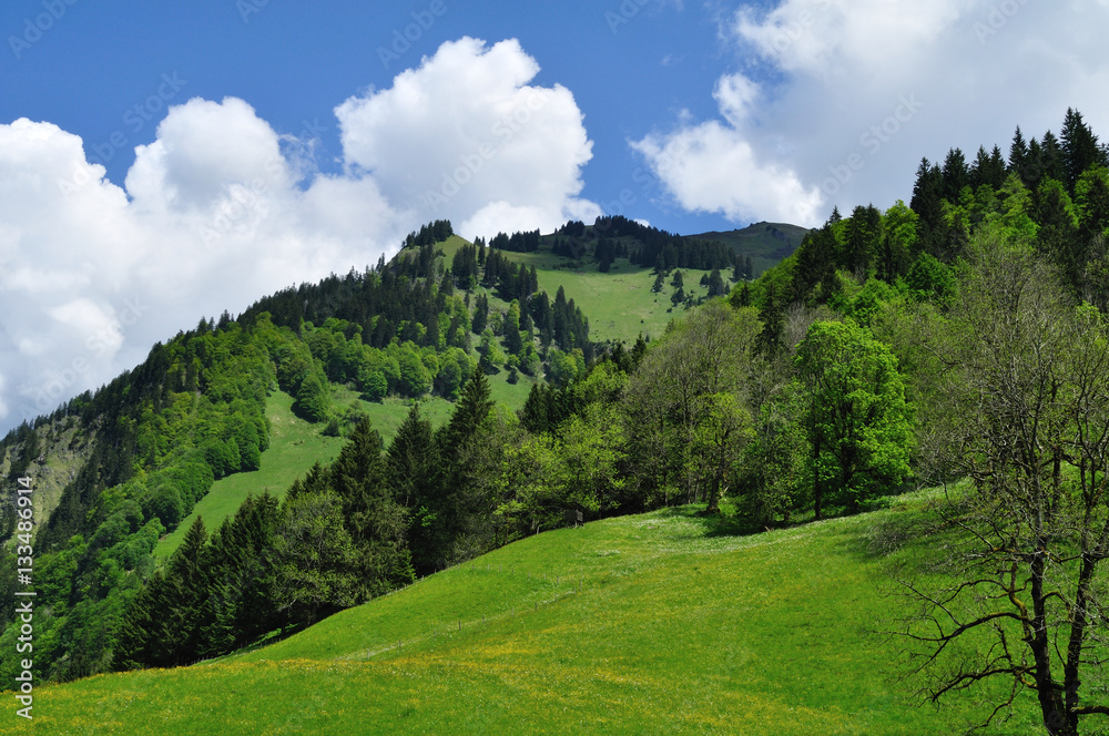 Alpine meadow 