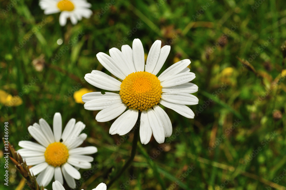 Fototapeta premium Alpine meadow flowers