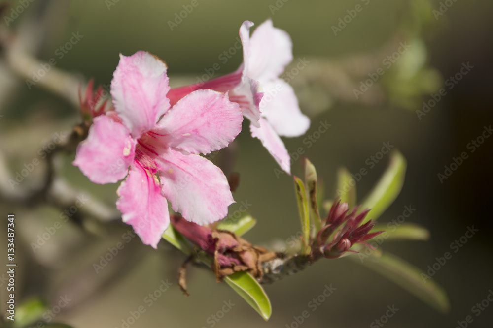 Obraz premium Multi colored flowers