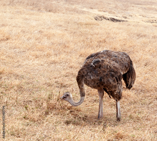 Ngorongoro Natural park in Tanzania, Africa photo