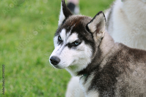 Blue eyed siberian husky dog