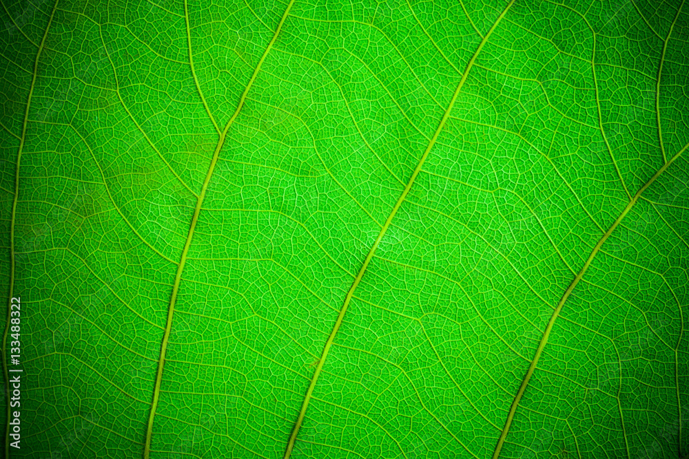 Green leaf pattern closeup background. leaves for background.