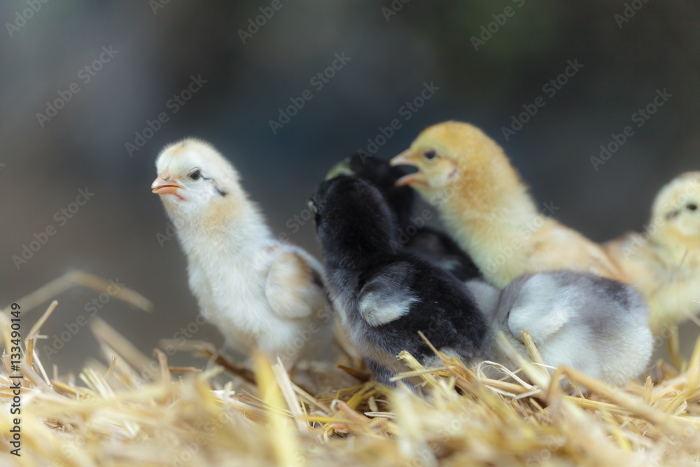 Cute chicks on nature background Cute chicks on nature background
