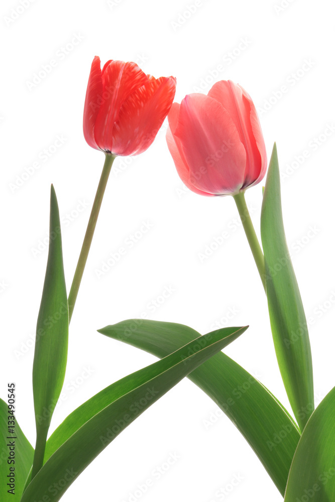 Naklejka premium 赤と桃色のチューリップ