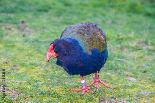 Fotografija Takahe a rare flightless bird in new zealand