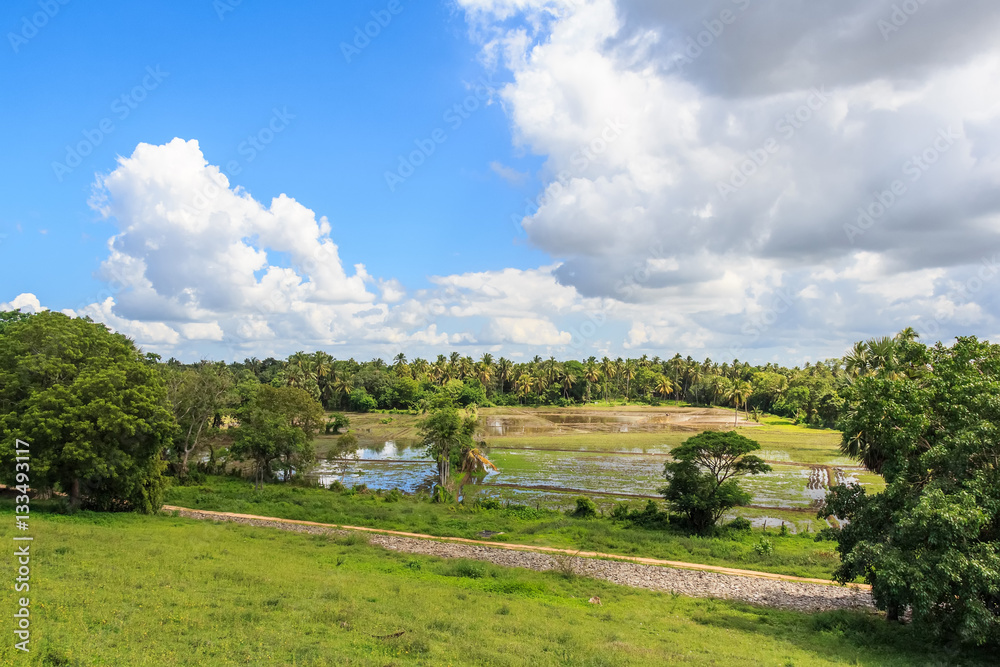 Fields with crops of rice in Sri Lanka